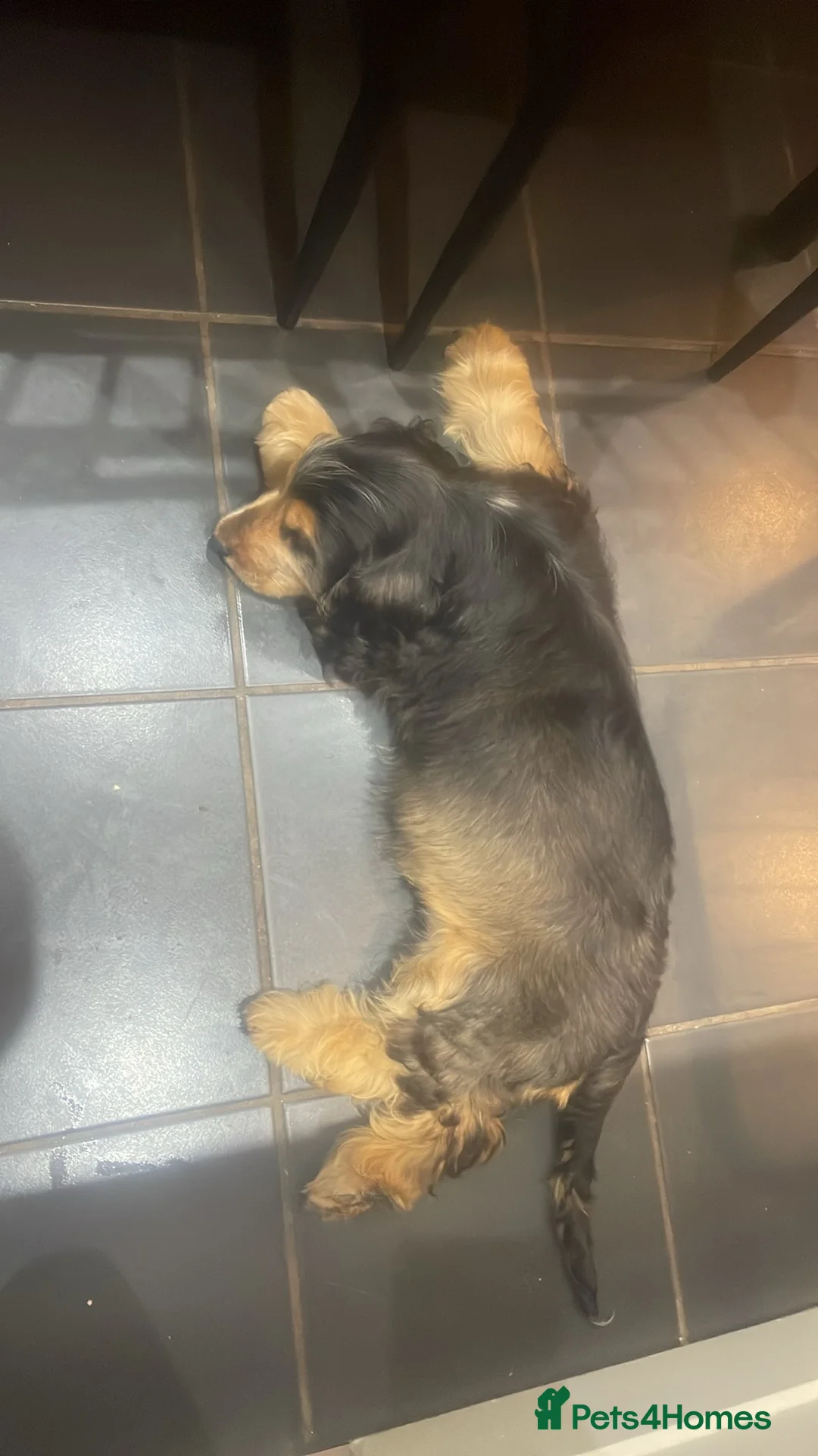 Cocker Spaniel dogs for stud: Beautiful Proven Stunning Show. Cocker  - Advert 6