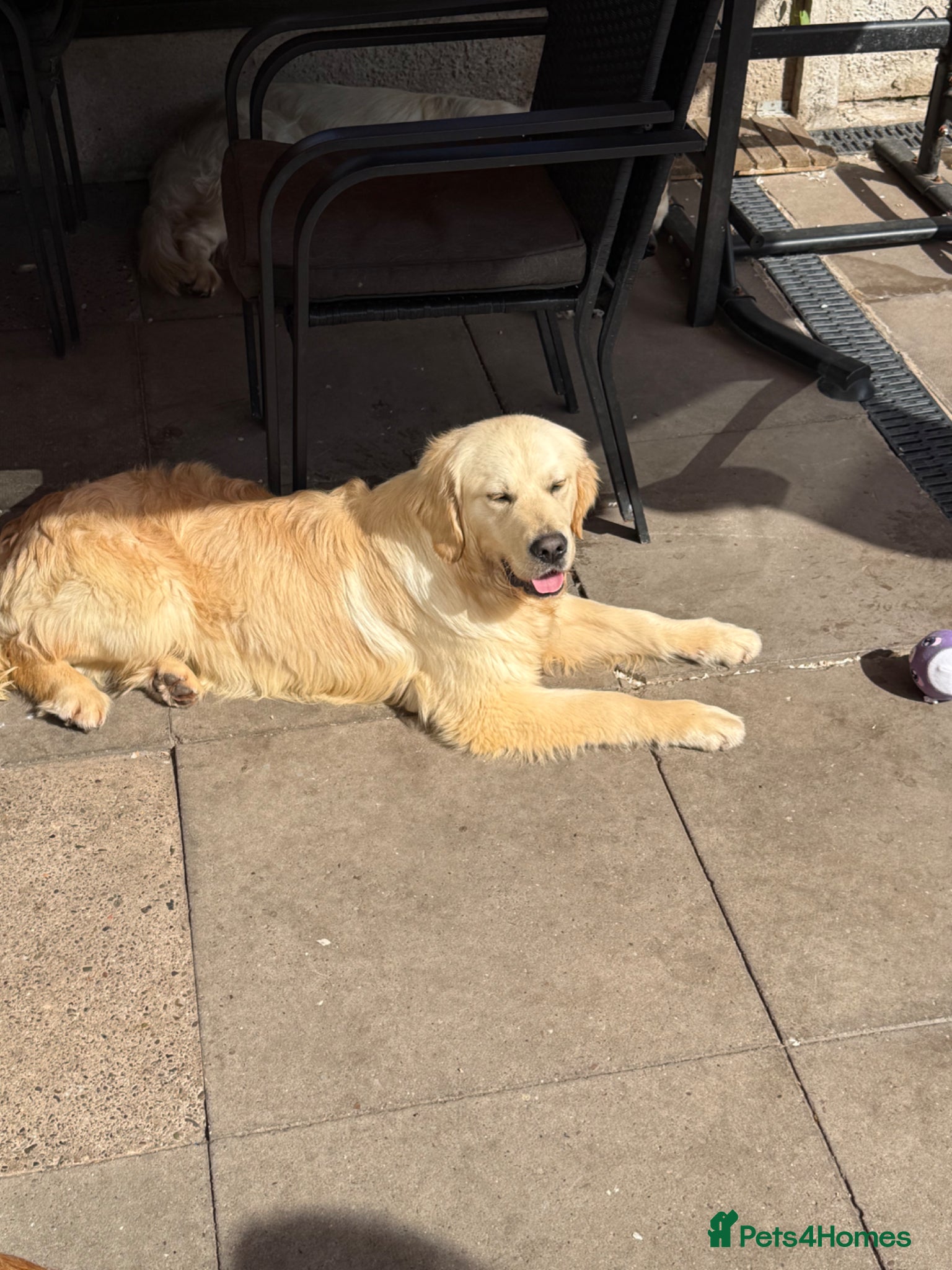 Golden Retriever dogs Golden Retriever (KC registered) - Advert 2