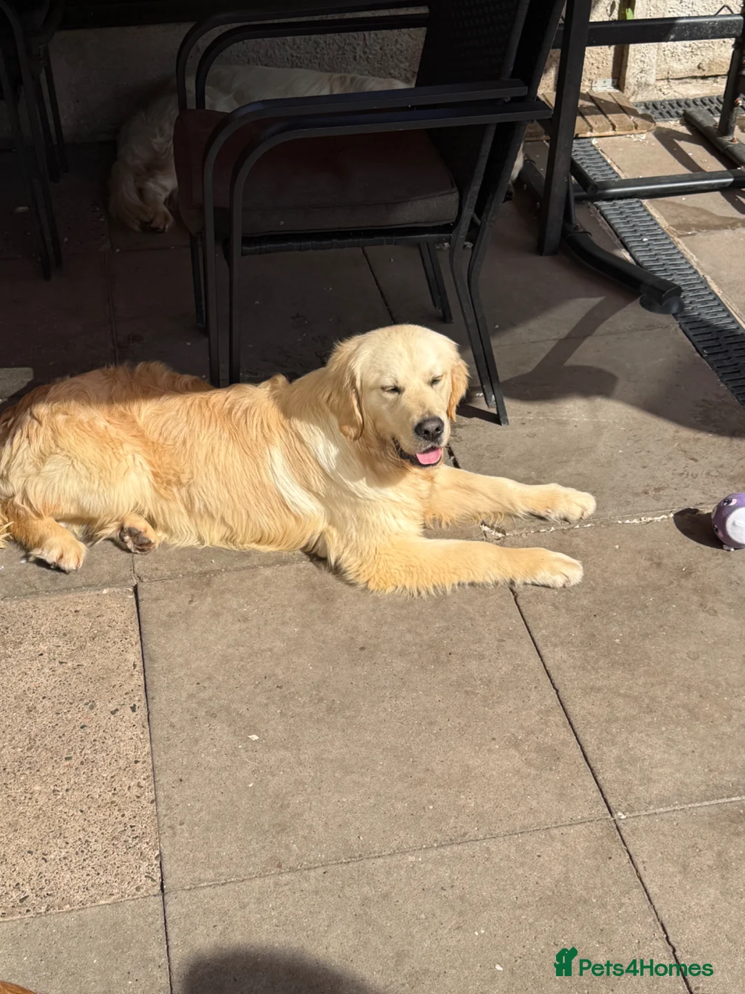 Golden Retriever dogs for sale: Golden Retriever (KC registered) - Advert 1