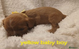 Cavalier King Charles Spaniel dogs for sale: Health tested Cavalier King Charles  - Image 27