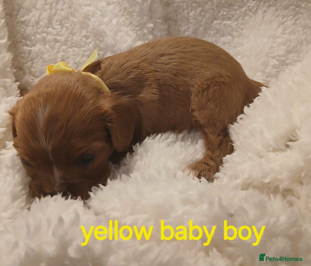 Cavalier King Charles Spaniel dogs for sale: Health tested Cavalier King Charles  - Image 27