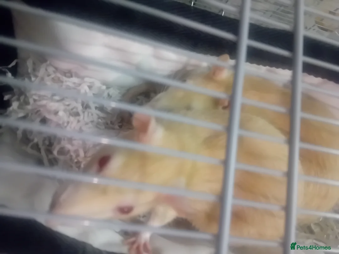 Rat rodents for sale: Pickle and pumpkin - Advert 1