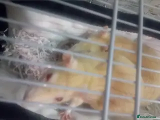 Rat rodents Pickle and pumpkin - Advert 2