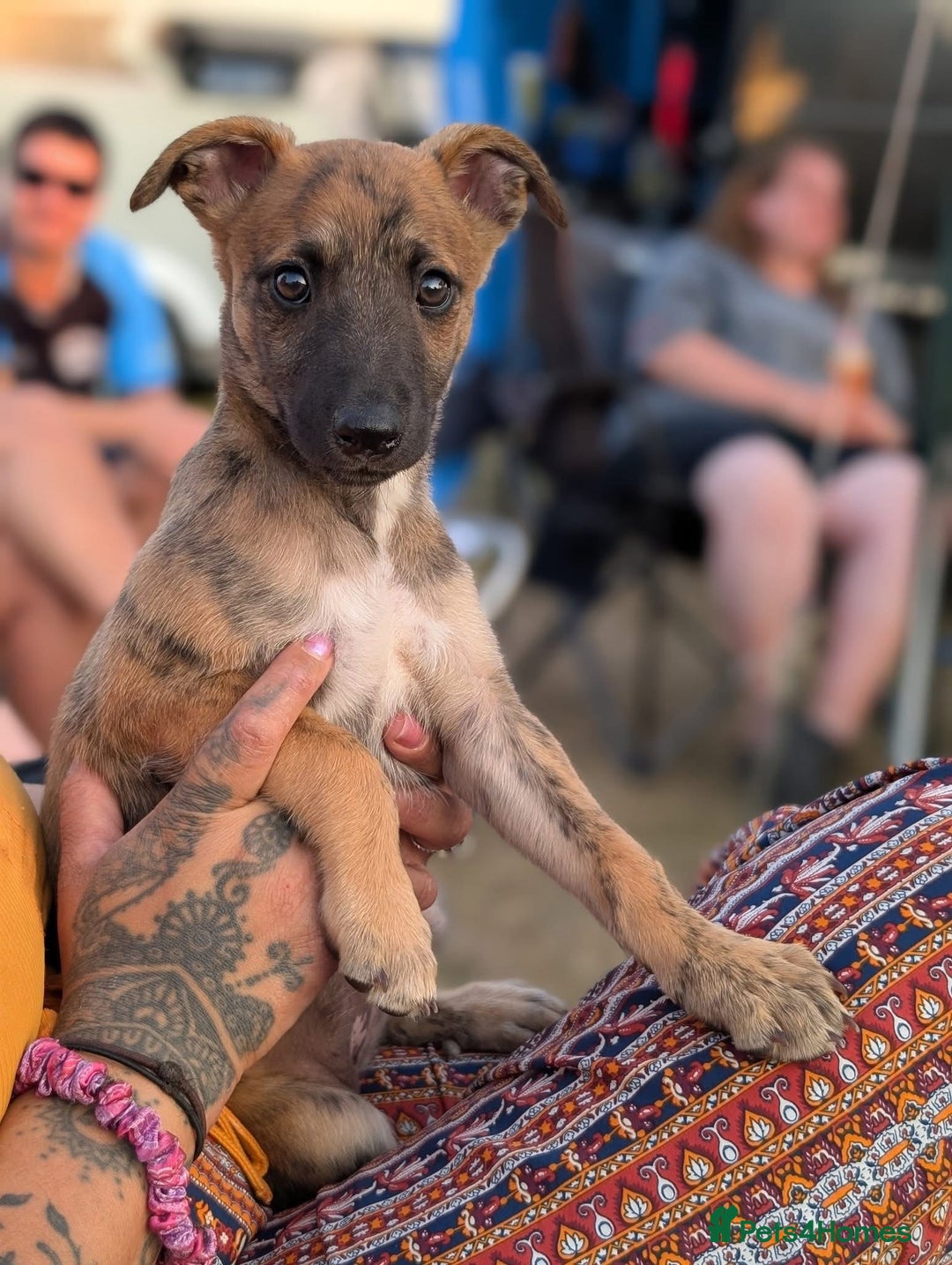 Mixed Breed dogs for sale: Gorgeous Mali x Whippet - Image 4