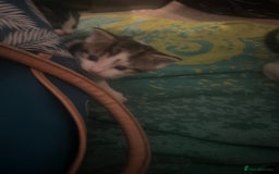 Mixed Breed cats for sale: 5 beautiful kittens  - Image 15