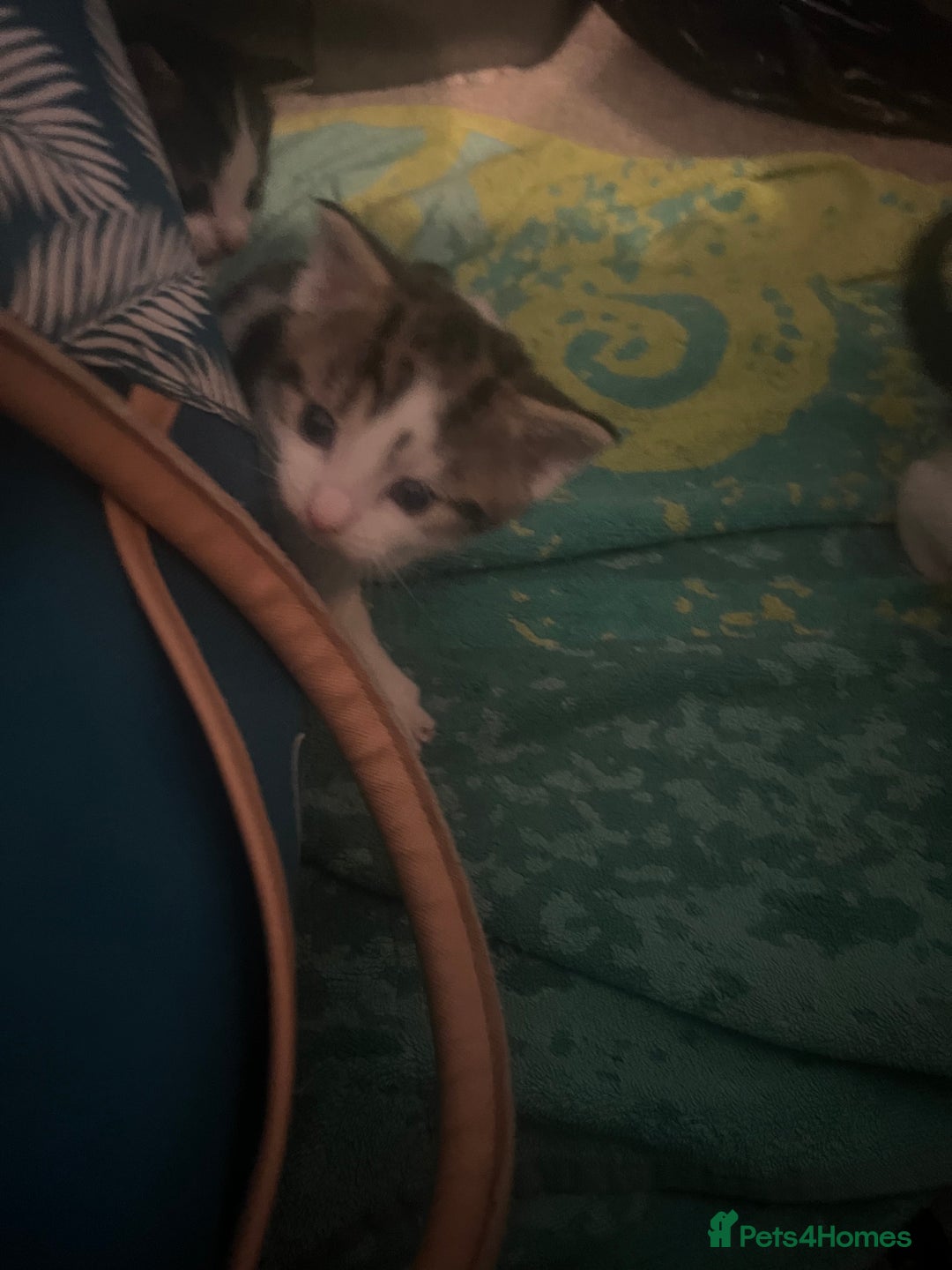 Mixed Breed cats for sale: 5 beautiful kittens  - Image 15