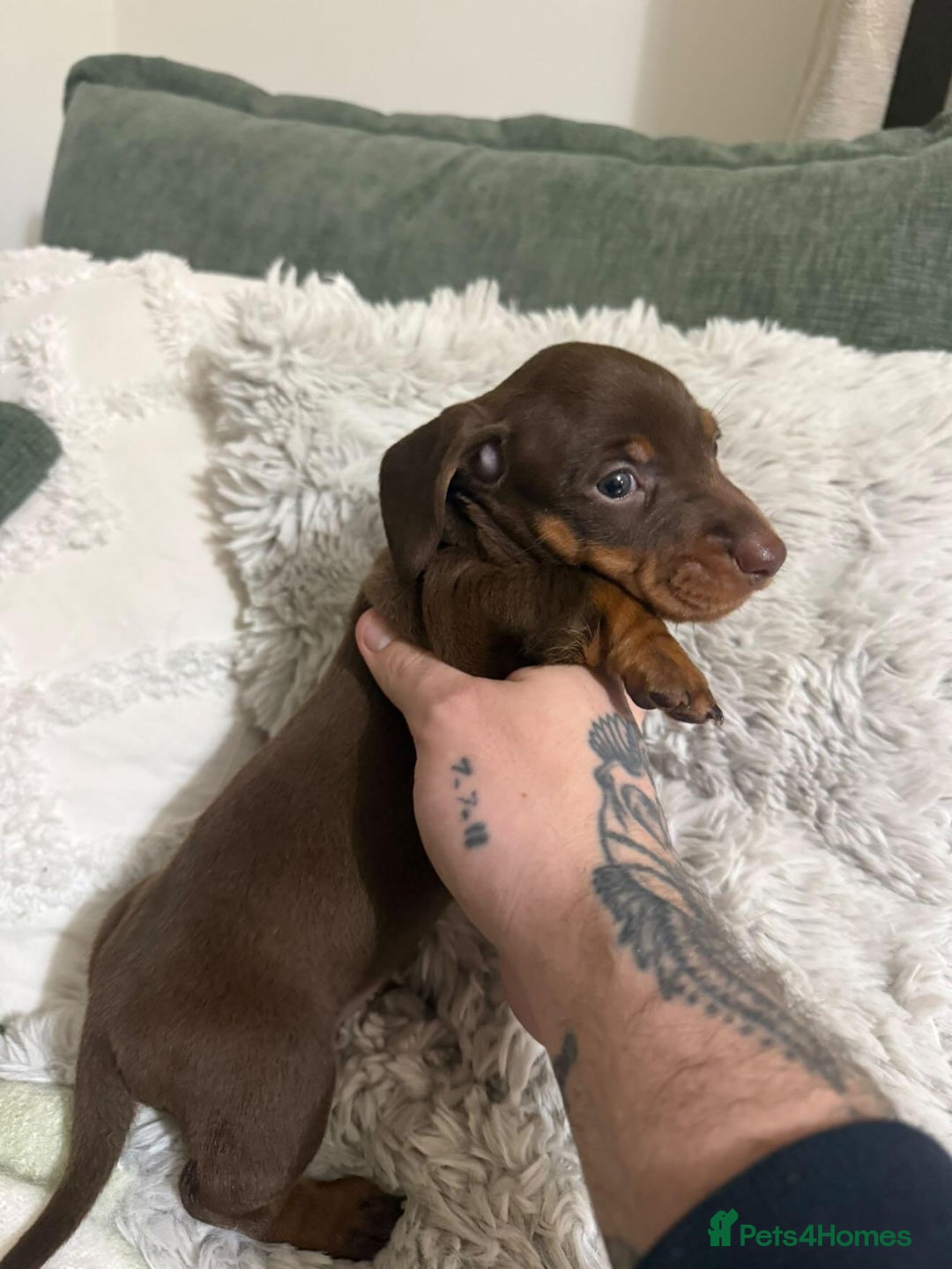 Miniature Dachshund dogs for sale: Black and tan miniature dachshund puppies   - Advert 4