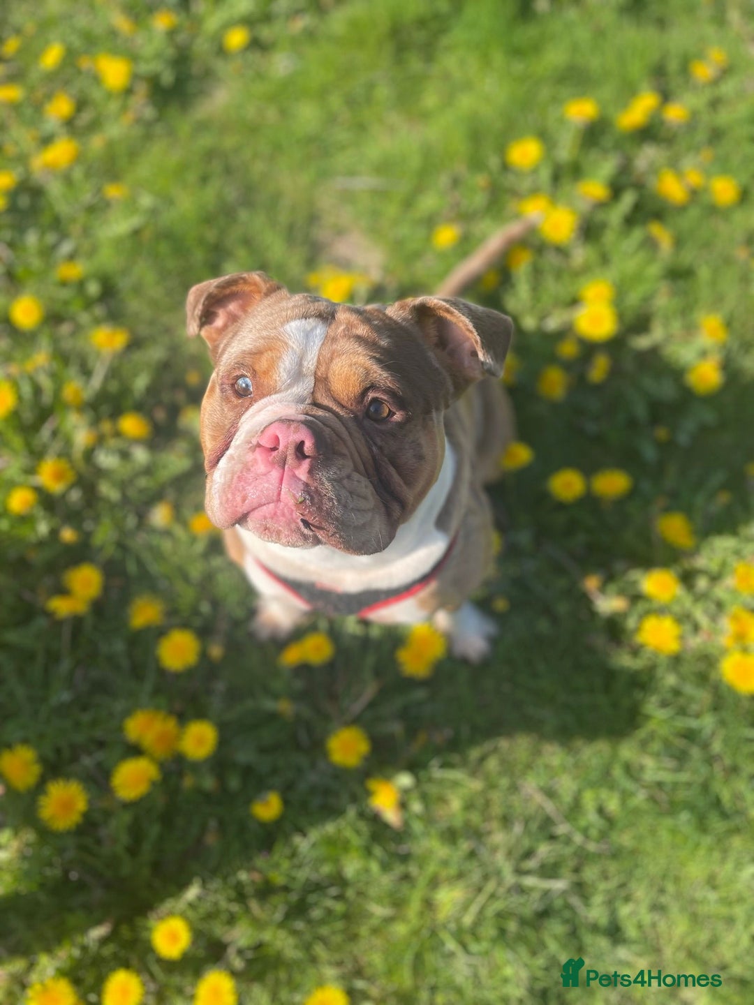 Mixed Breed dogs for sale: Old tyme bulldog x american bulldog puppies - Advert 3