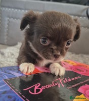 Chihuahua dogs - Advert 13