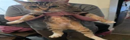 Mixed Breed cats for sale: Cats need a good home - Advert 8