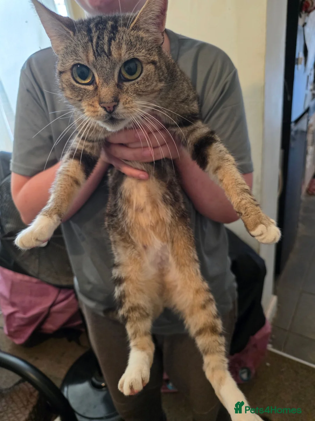 Mixed Breed cats for sale: Cats need a good home - Advert 8
