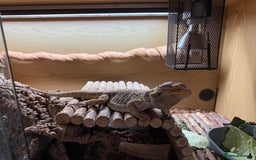 Bearded Dragon reptiles for sale: Bert The Bearded Dragon & Set up!💫 - Advert 6