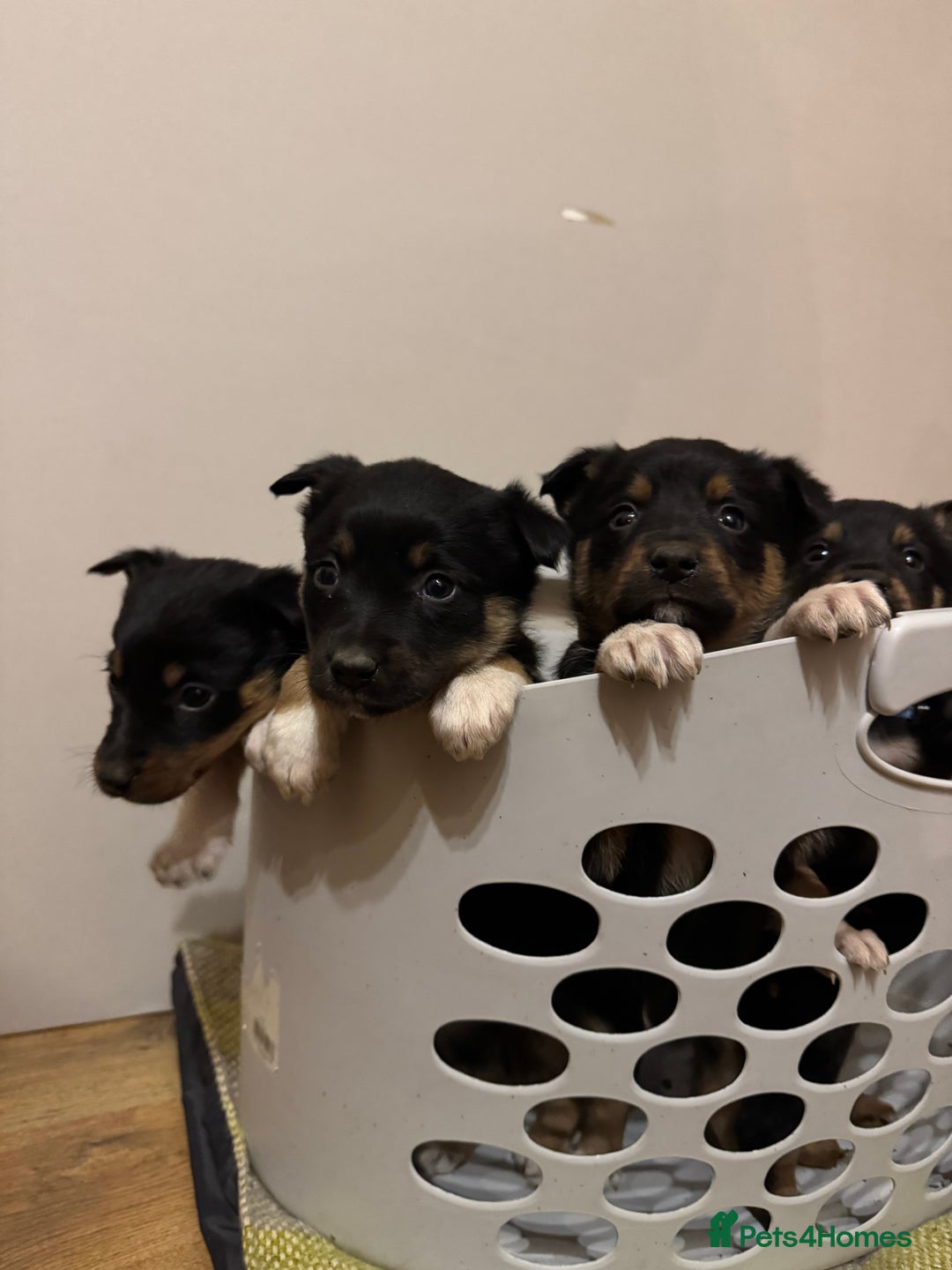 Border Collie dogs for sale: Puppies for sale  - Advert 1