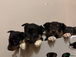 Border Collie dogs Puppies for sale - Advert 1
