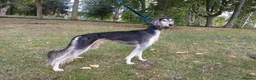 Saluki dogs for stud: Kc reg pure saluki  - Advert 3