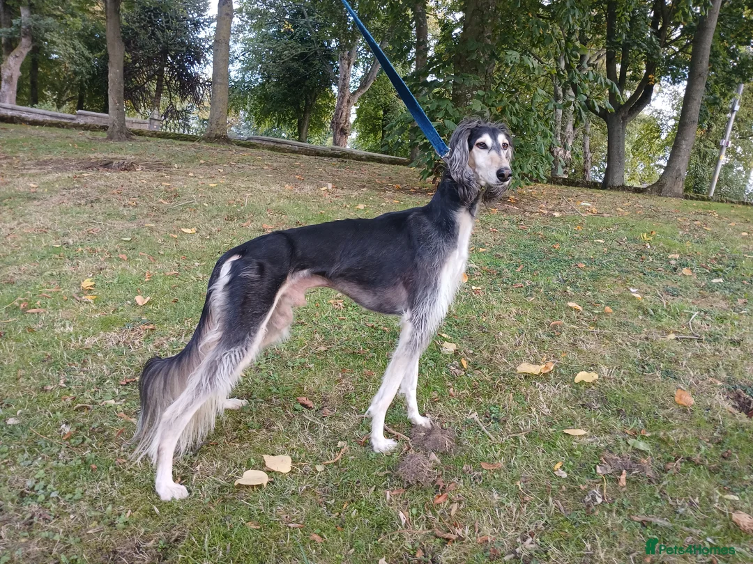 Saluki dogs for stud: Kc reg pure saluki  - Advert 3