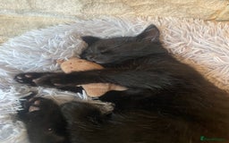 Mixed Breed cats for sale: Adorable 7 Month Old Leo for Sale 🖤 - Image 3