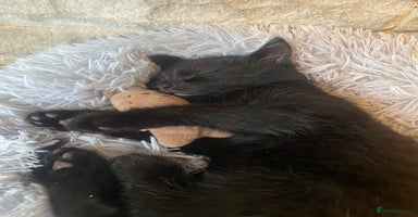 Mixed Breed cats - Advert 8