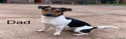 Jack Russell dogs for stud: Tri Coloured Jack Russell  - Advert 13