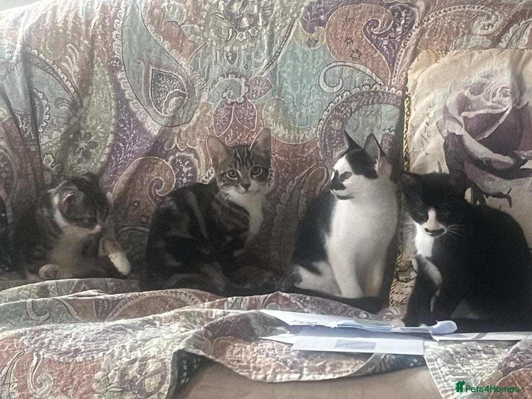 British Shorthair cats for sale: Beautiful kittens 3 girls 1 boy - Image 6