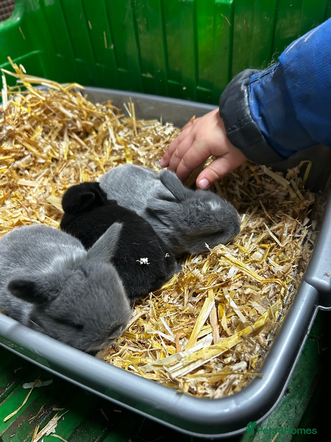 Mixed Breed rabbits for sale: Mini lop x lop  - Advert 5