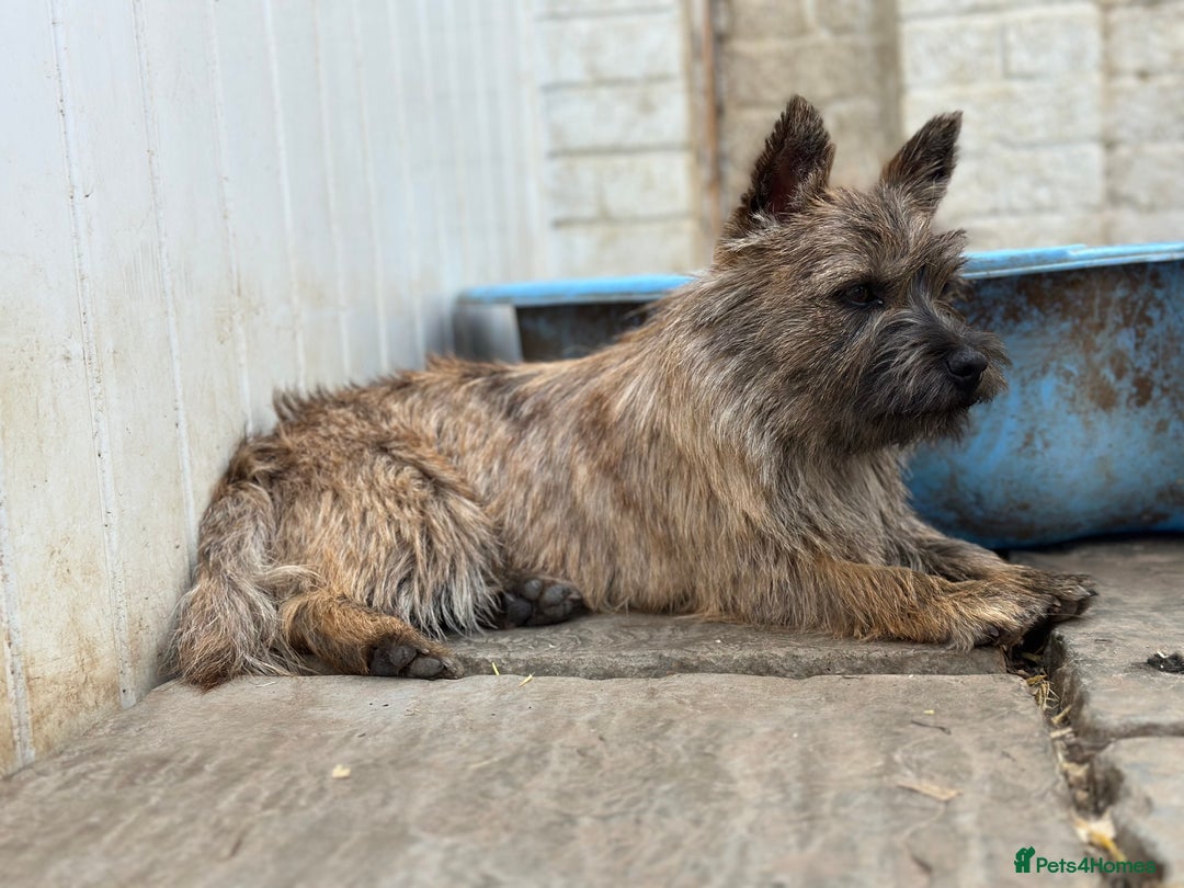 Mixed Breed dogs for sale: Cairn looking for new home - Advert 7