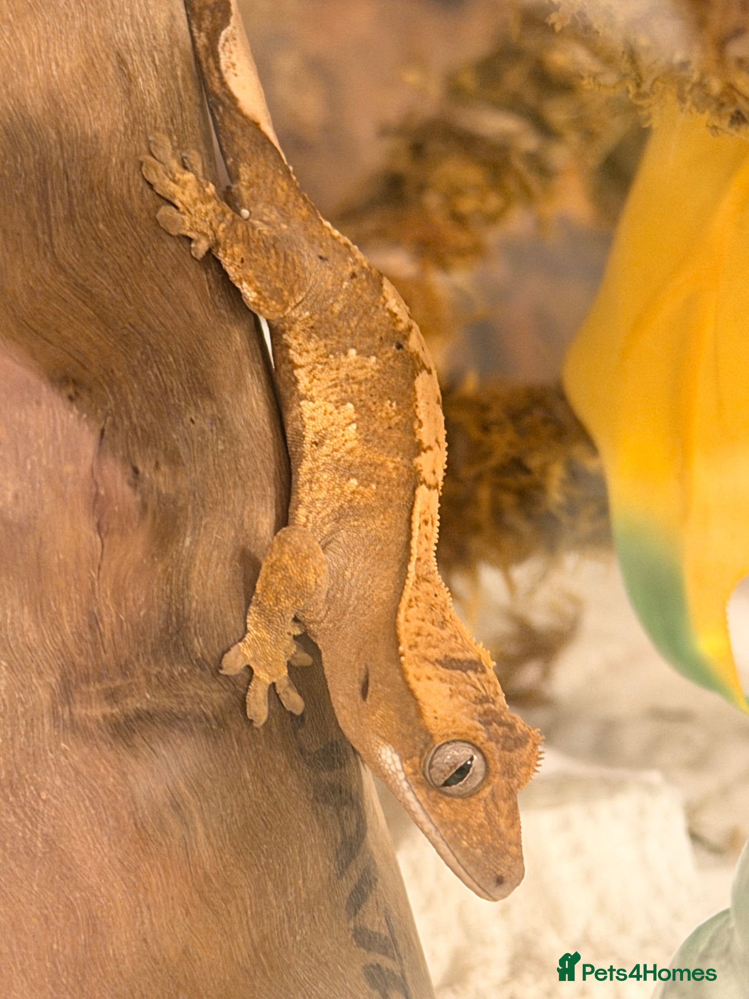 Gecko reptiles Young Crested gecko and full set up - Advert 1