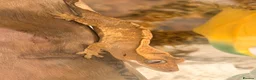 Gecko reptiles for sale: Young Crested gecko and full set up - Advert 1
