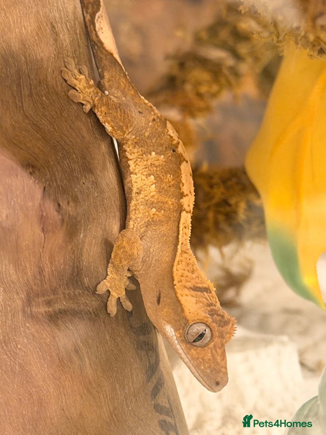 Gecko reptiles for sale: Young Crested gecko and full set up - Advert 1