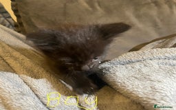 Mixed Breed cats for sale: 5 very fluffy stunning black kittens  - Image 3