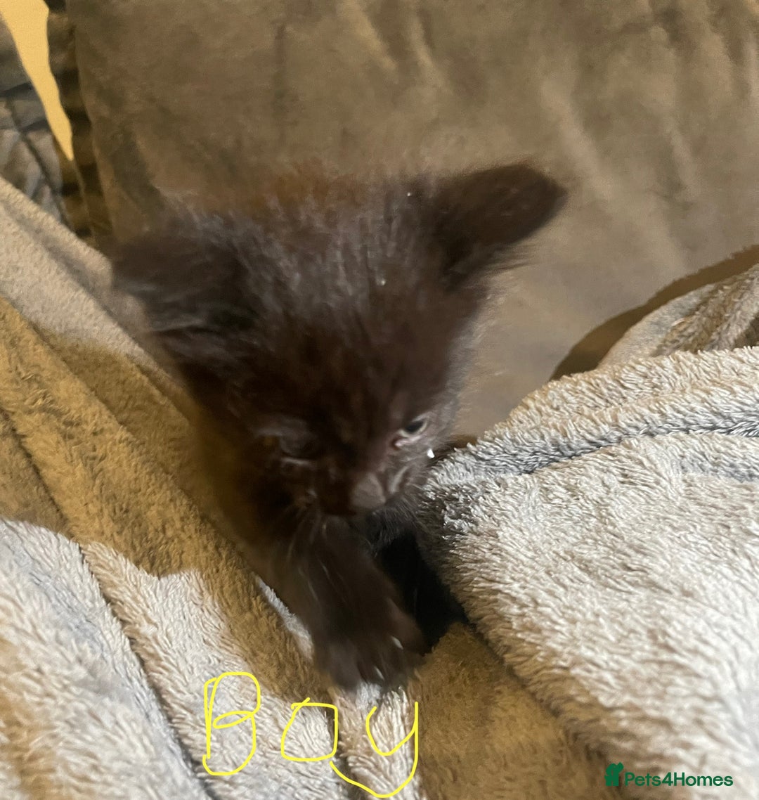 Mixed Breed cats for sale: 5 very fluffy stunning black kittens  - Image 3
