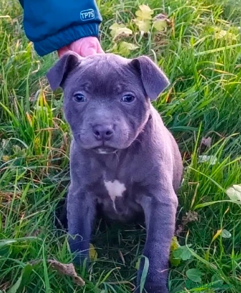 Staffordshire Bull Terrier dogs Top Quality Champion Blue Staffys - Advert 14