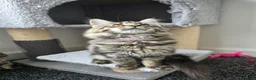 Maine Coon cats for sale: Maine coon pedigree kittens  - Advert 17