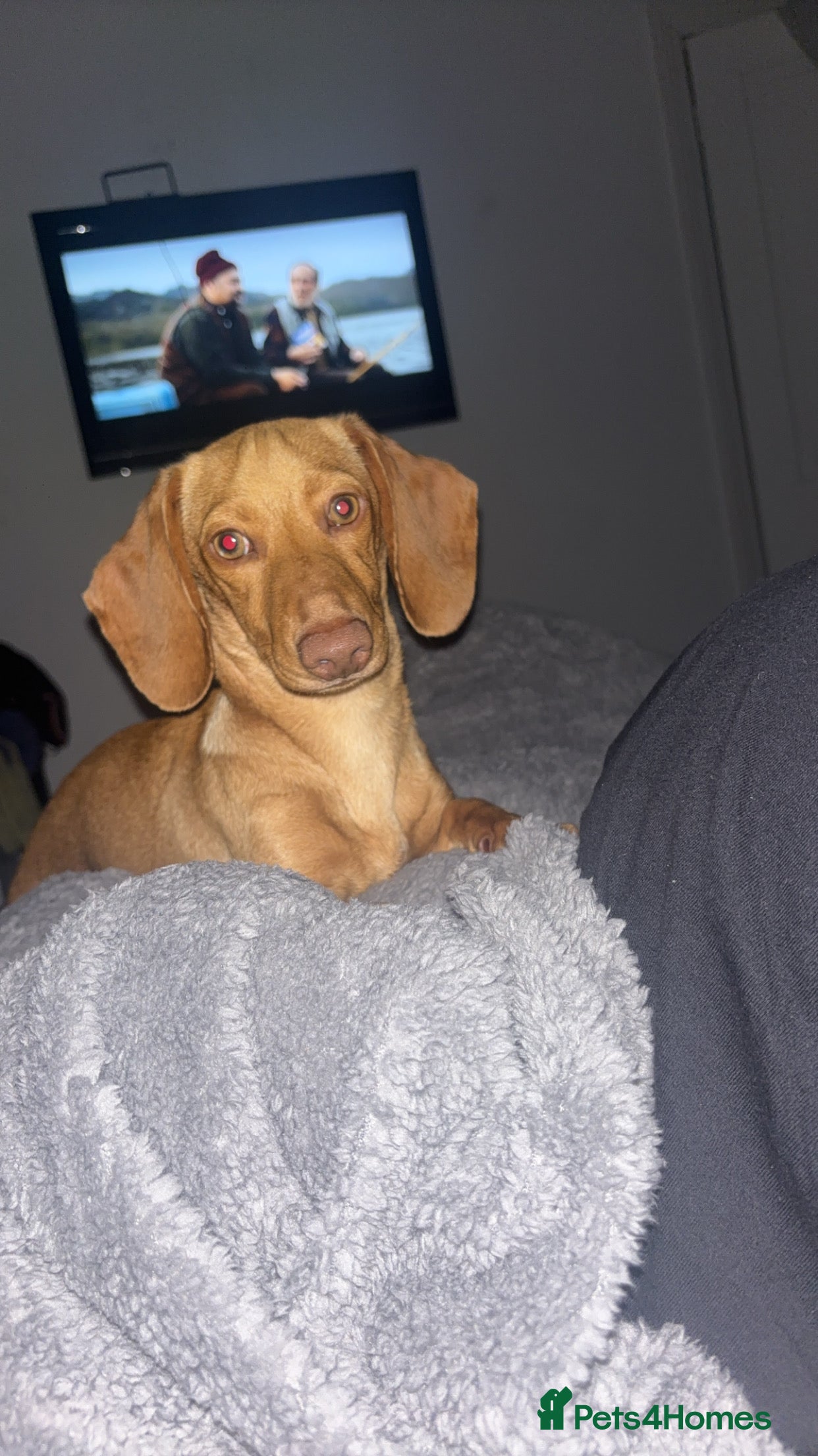 Dolly