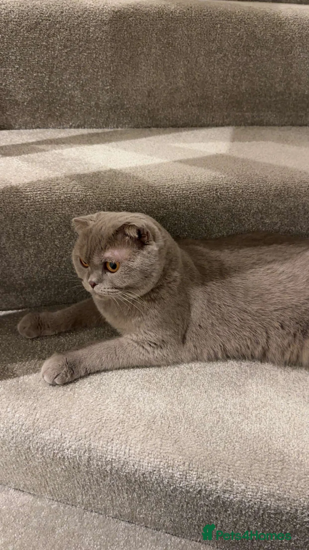 British Shorthair cats for sale: British shorthair cat - Advert 3