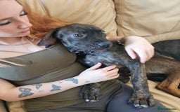 Cane Corso dogs for sale: Cane corso  - Image 6