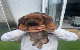 Mixed Breed dogs for sale: Duschund/ Chowchow mix breed  - Image 3