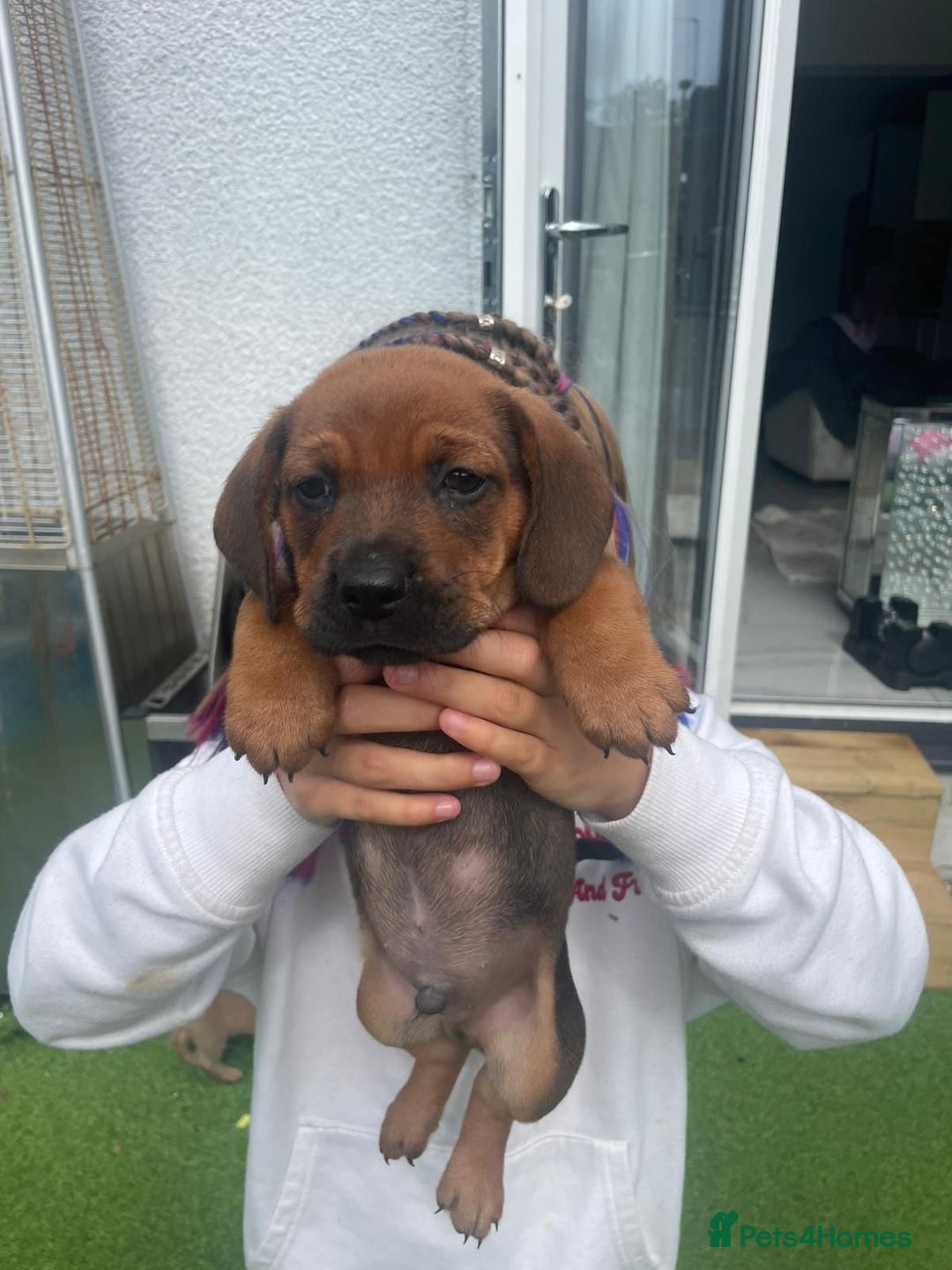 Mixed Breed dogs for sale: Duschund/ Chowchow mix breed  - Image 3