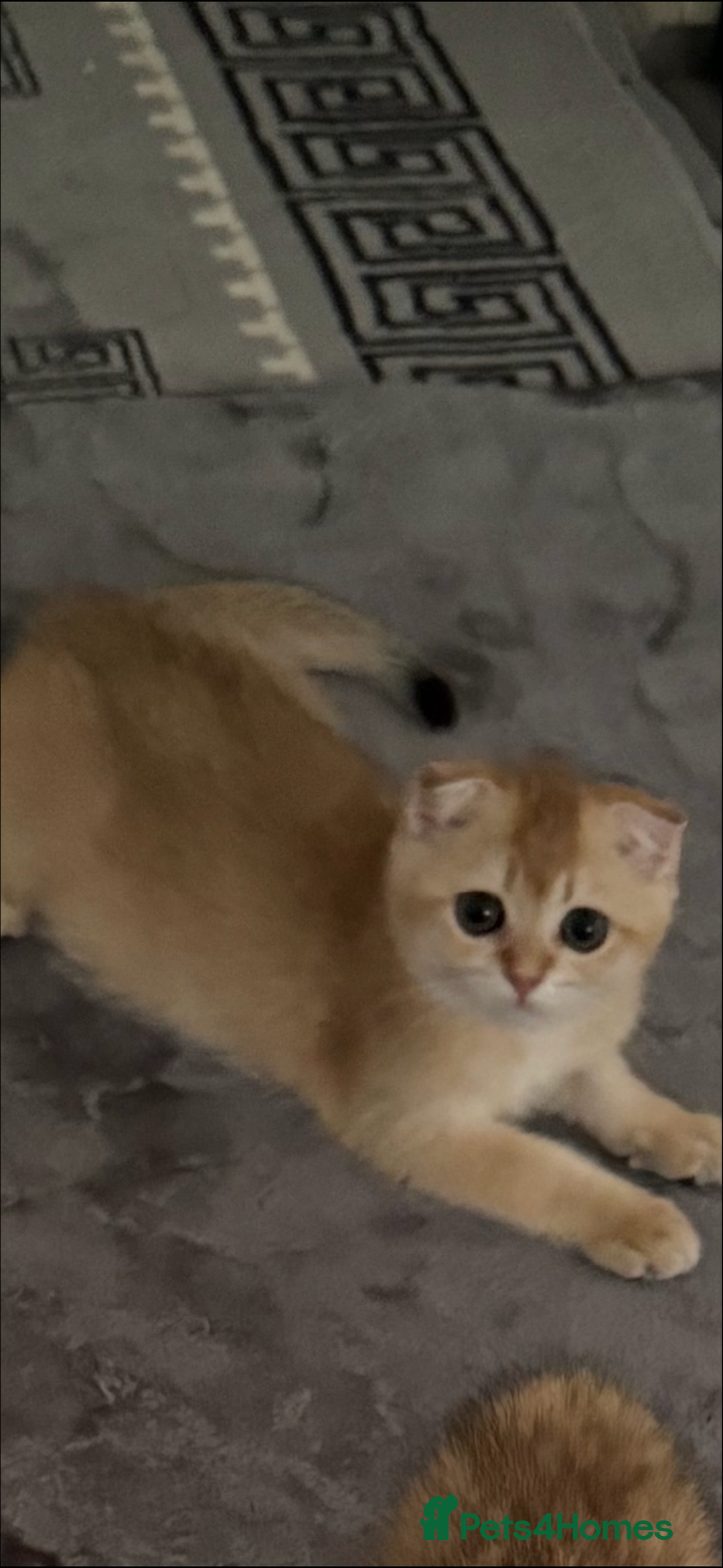 Scottish Fold cats for sale: elite purebred friendly Scottish Fold and Straight - Image 2