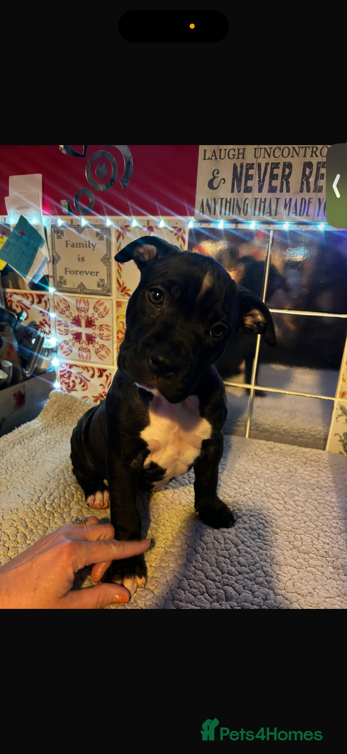 Staffordshire Bull Terrier dogs beautiful staff mastiff puppies.  - Advert 9