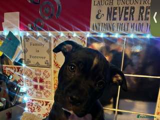 Staffordshire Bull Terrier dogs beautiful staff mastiff puppies. - Advert 9