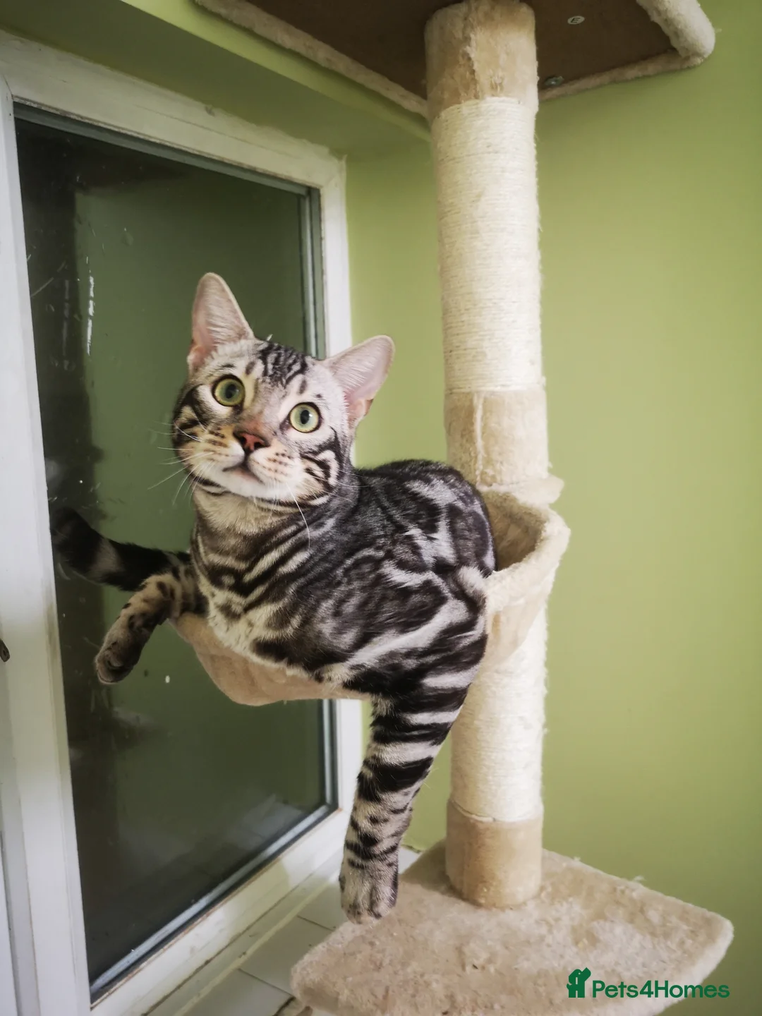 Bengal cats for stud: TICA active registered Silver boy for stud! in Bury Saint Edmunds - Advert 3
