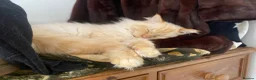 Ragdoll cats for stud: Flame point ragdoll for stud - Advert 5