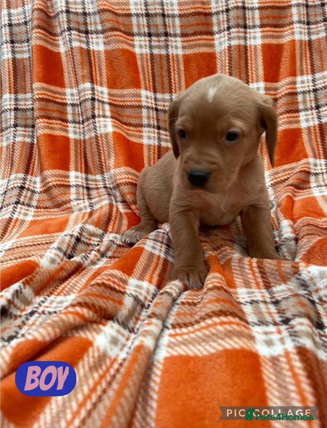 Cockerdor dogs for sale: Fox red Cockerdor pups - Advert 2