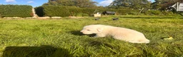 Maremma Sheepdog dogs for sale: A Rare Opportunity to Welcome a Maremma Sheepdog - Advert 9