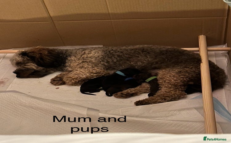 Mixed Breed dogs - Advert 1