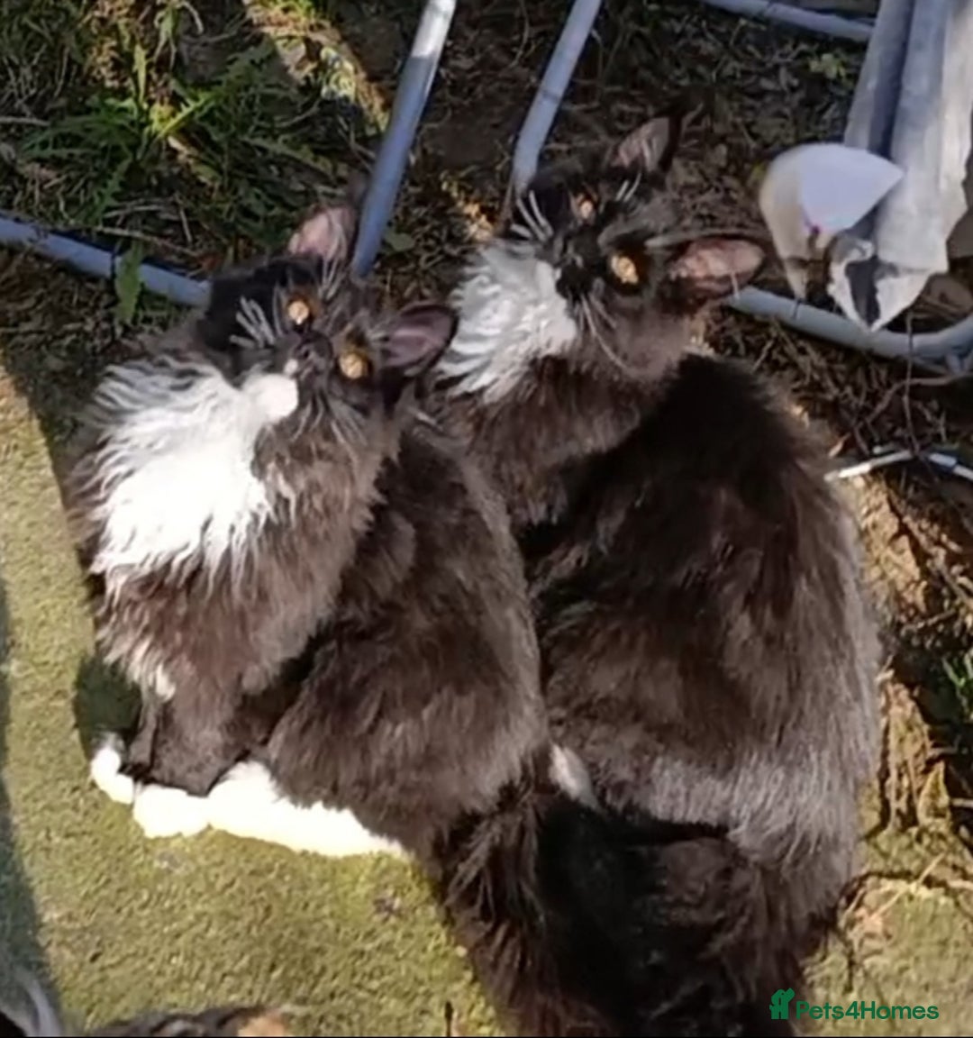 Maine Coon cats for sale: Maine-Coon kittens  - Image 10