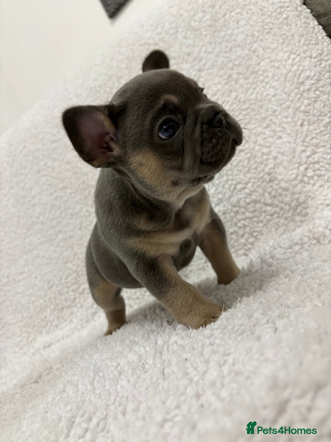 French Bulldog dogs for sale: French bulldog puppies  - Advert 5