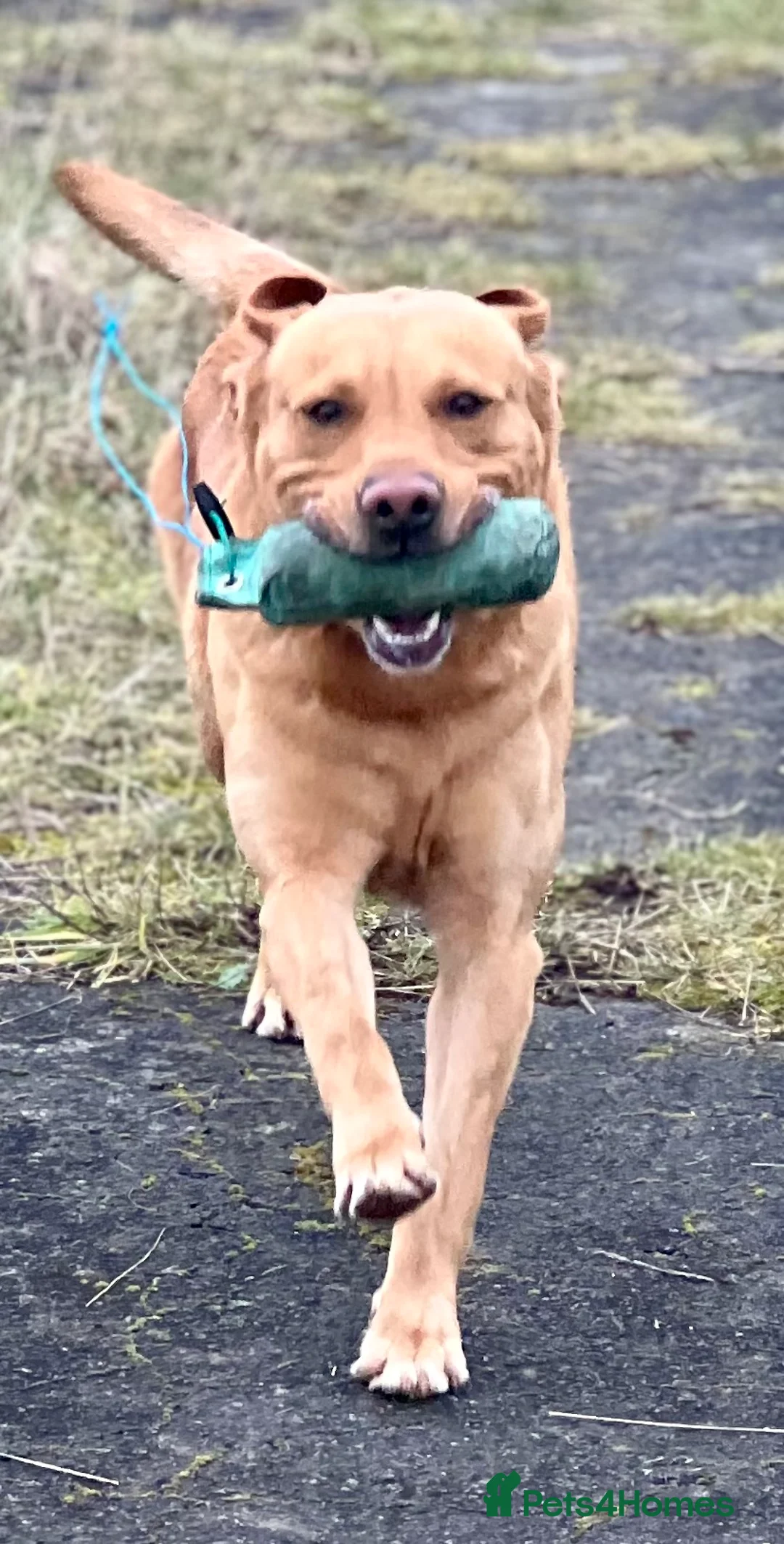 Labrador Retriever dogs for sale: KC Labrador Pups Chunky Traditional  Working - Advert 32