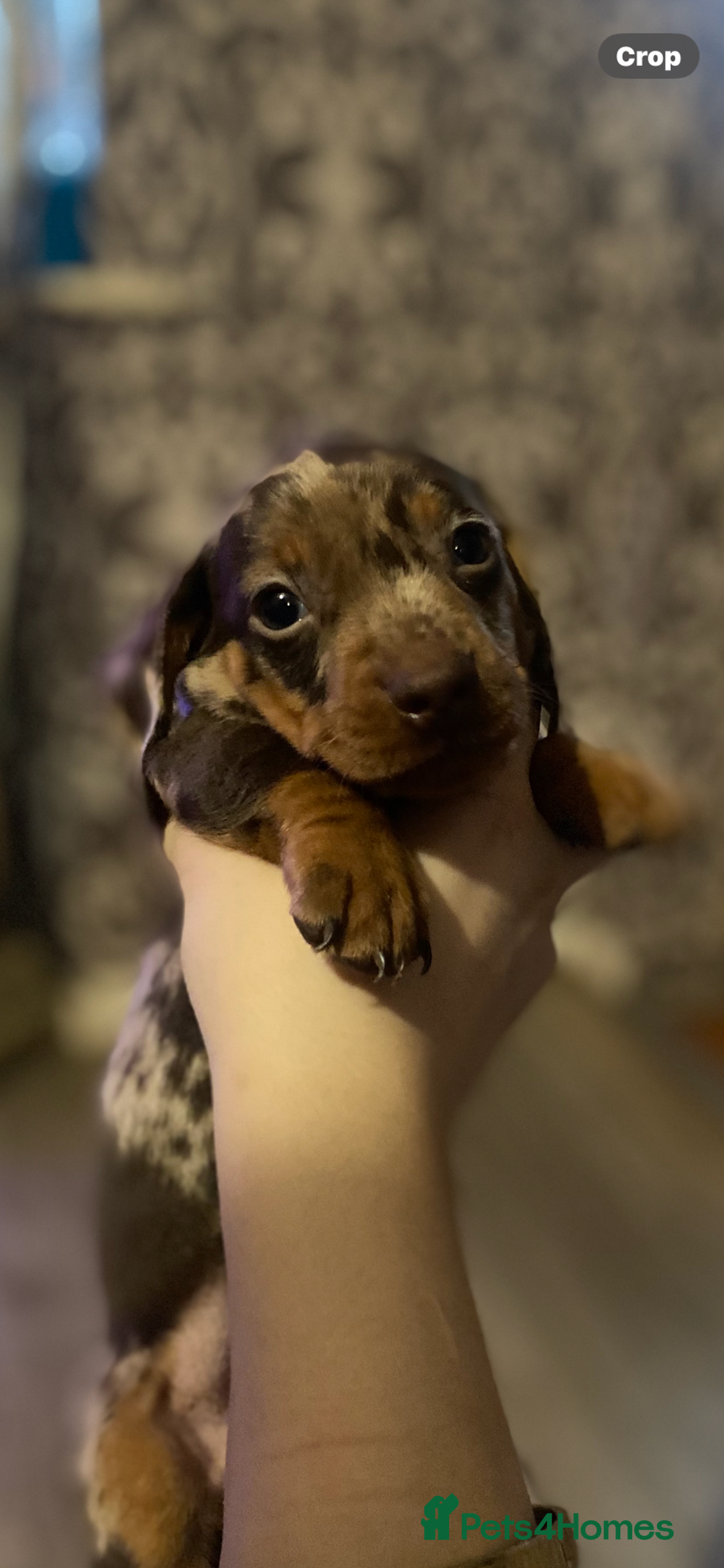 Dachshund dogs for sale: Gorgeous Dachshunds available  - Advert 13